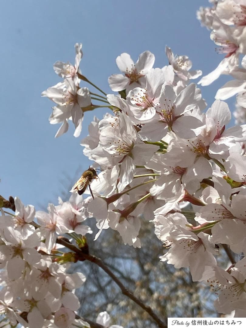【新蜜】百花蜜 1000g 2本 長野県産 国産蜂蜜 生はちみつ 西洋蜜蜂