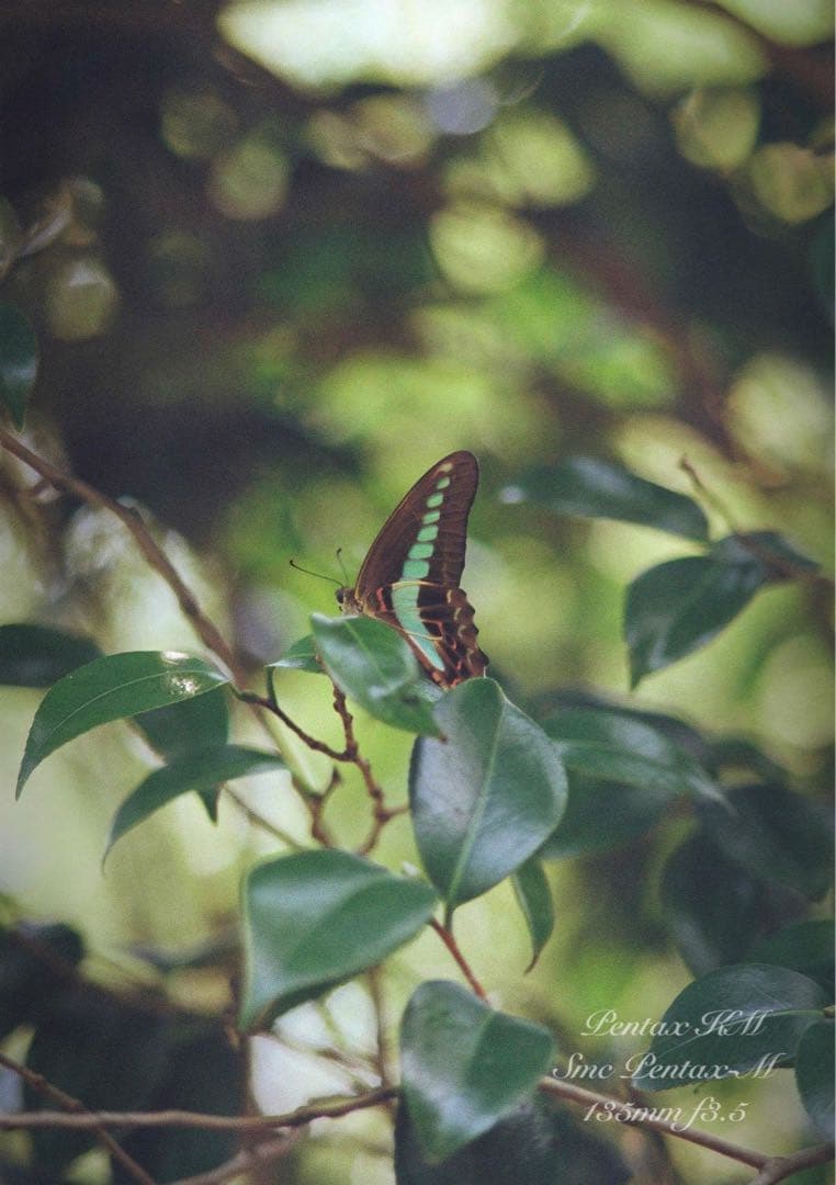 ★完動品＊美品★pentax km／135mm★初期保証＊作例多数