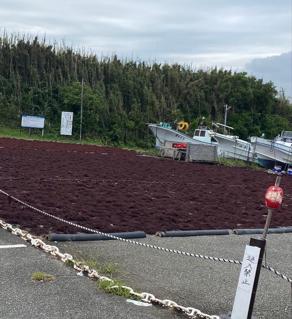 南房総産　天草　ところてん5キロ