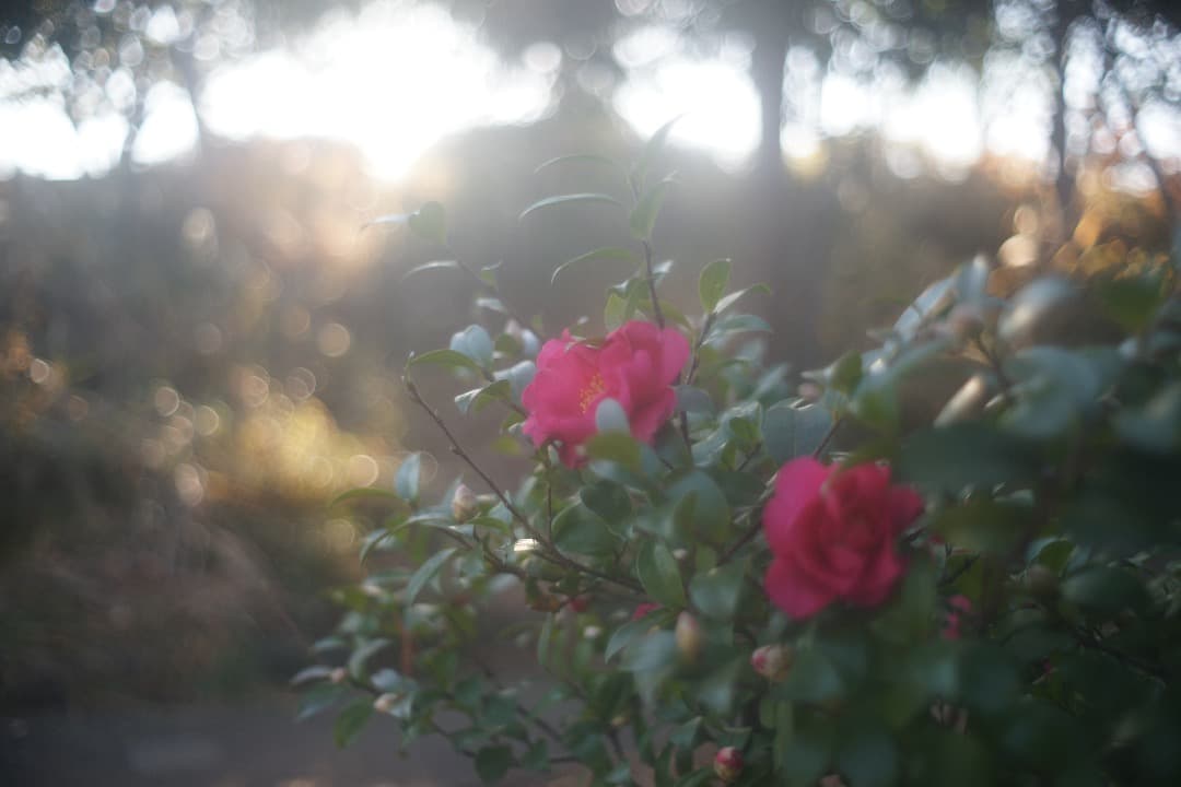 ペンタックス Super Takumar 35mm F/2 広角レンズ 前期型