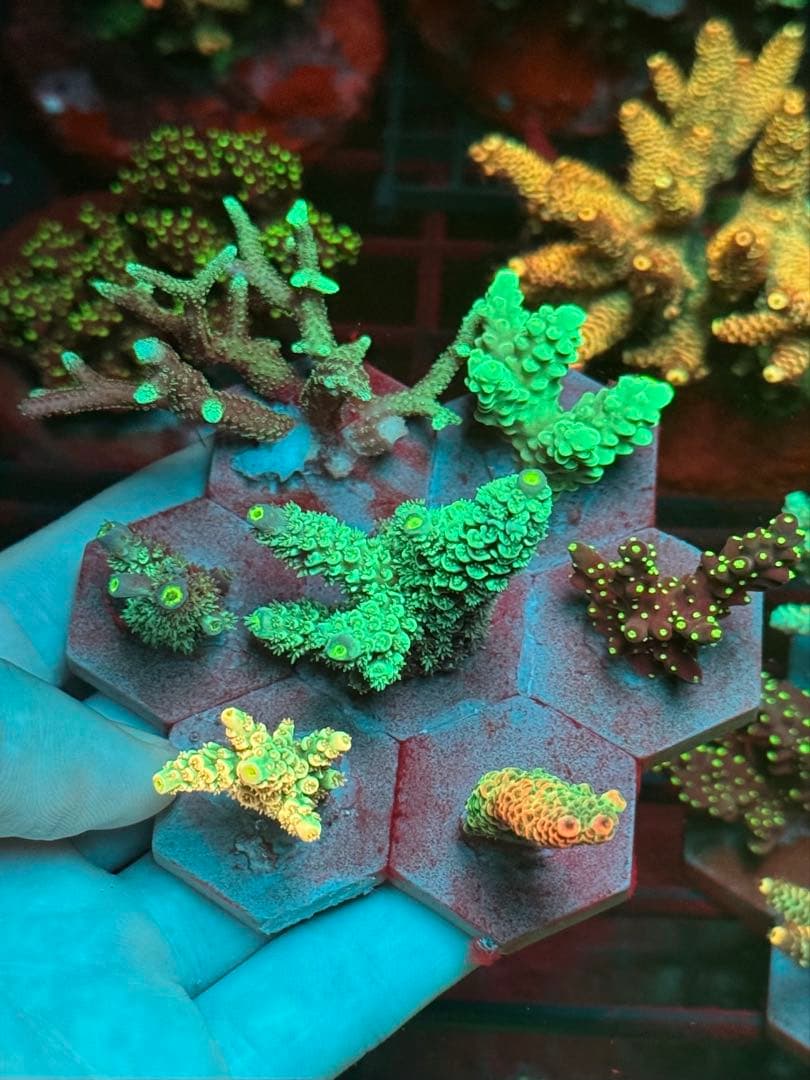 SPS 7種類 サンゴ