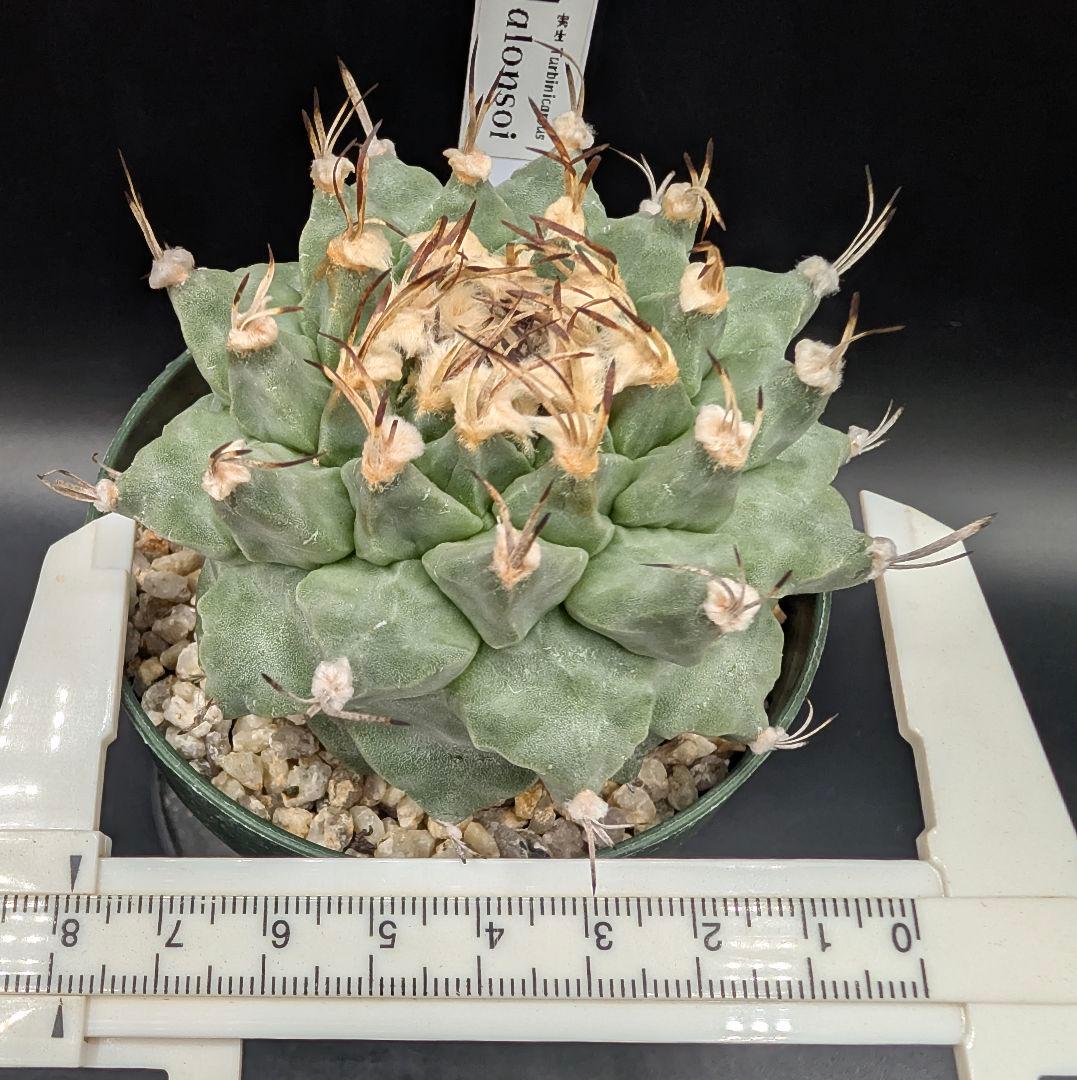 k*n様 大疣アロンソイ 国内実生 鉢植え メルカリ便送料込み