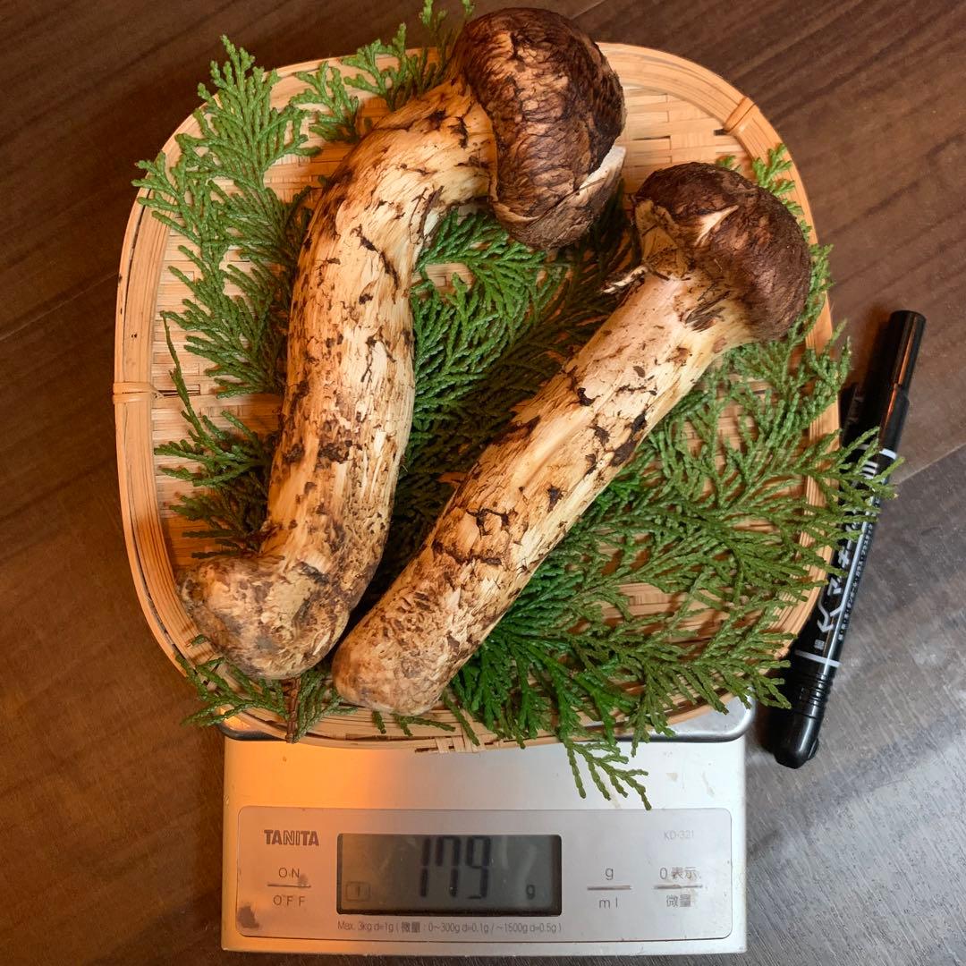 ②【岩手県産天然松茸】収穫最終　国産本場　つぼみ採れたて　産地直送179g 良質