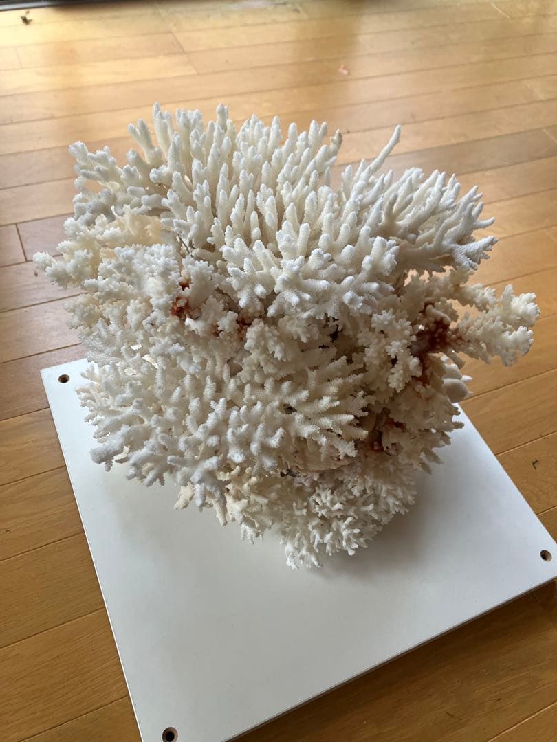 特大　サンゴ礁　オブジェ　　希少　天然珊瑚　ハンドメイド
