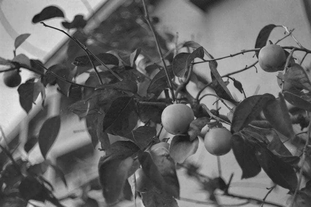 最後のバルナックライカ！Leica Ⅲg オールドカメラ