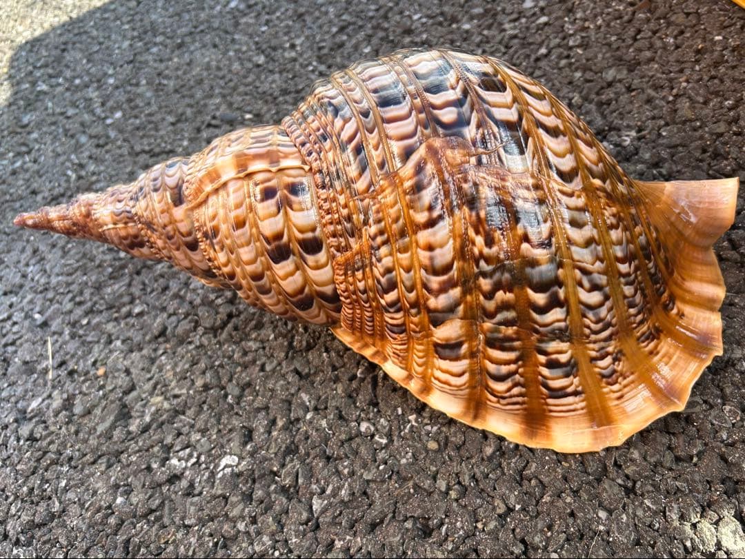 特大 39.7cm 法螺貝　蓋付