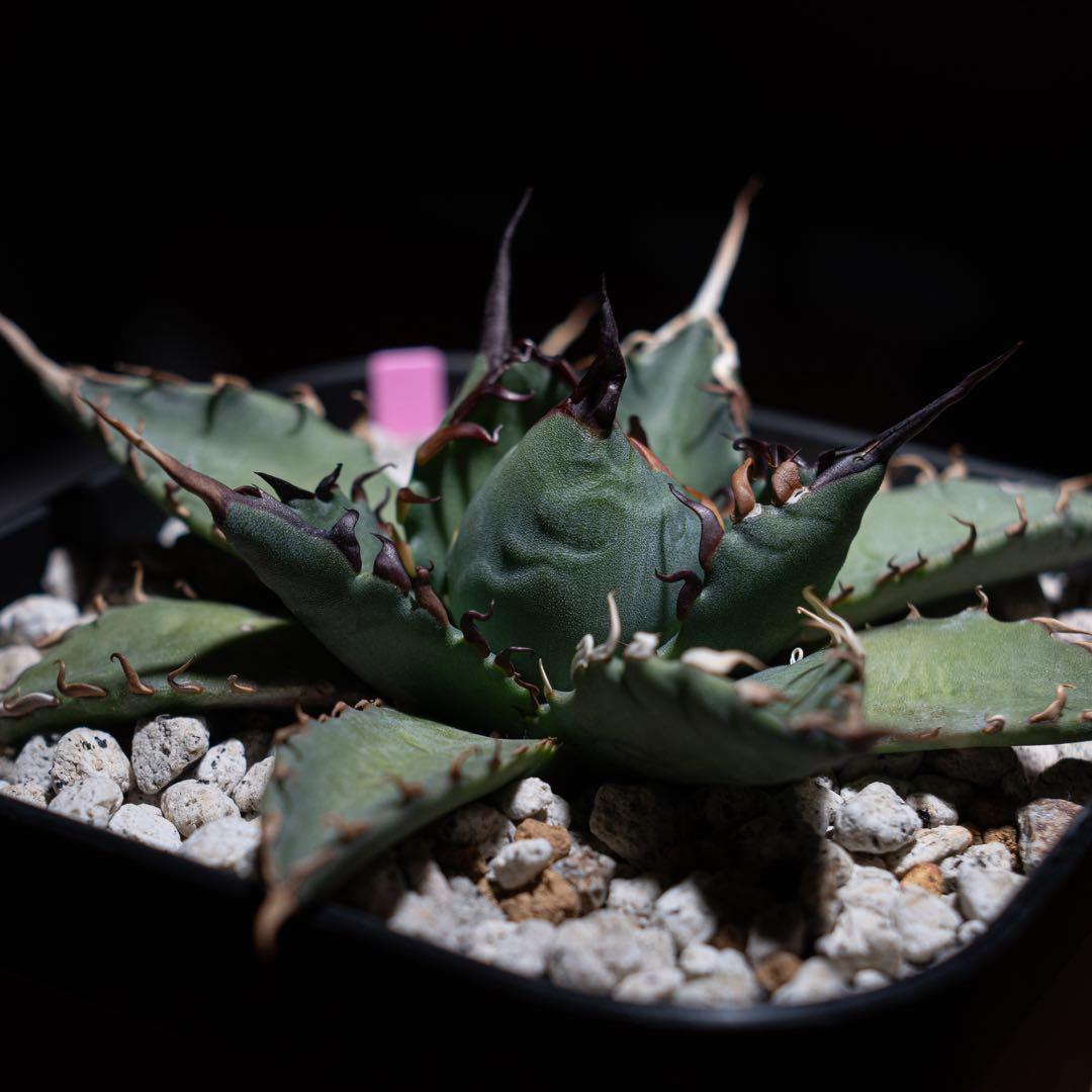 アガベ チタノタ【 エボリスピナ × BB 】