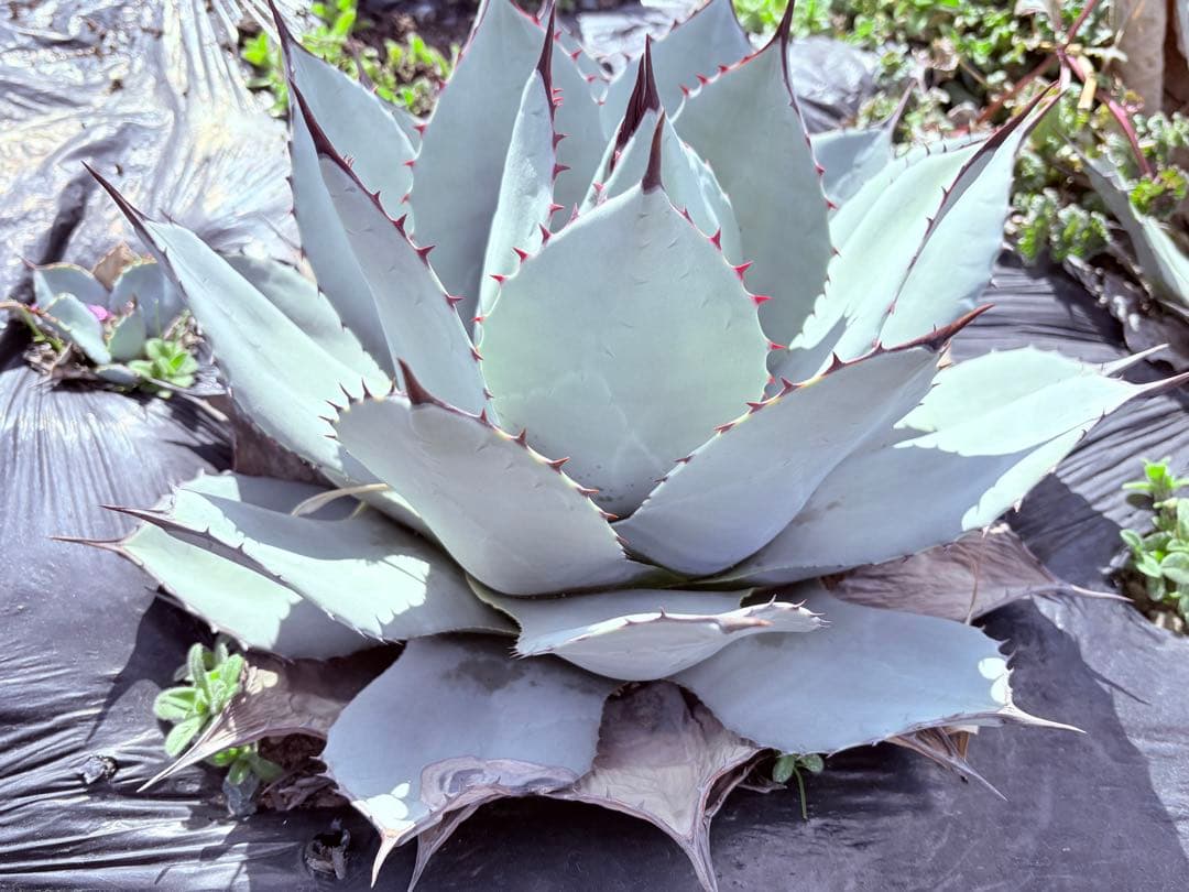 アガベ　吉祥天　子株付き