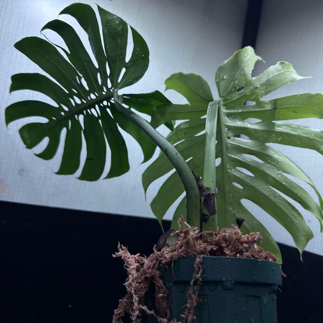 も*ぎ様 モンステラデリシオーサマクロコズム超希少系統鉢植え40㎝