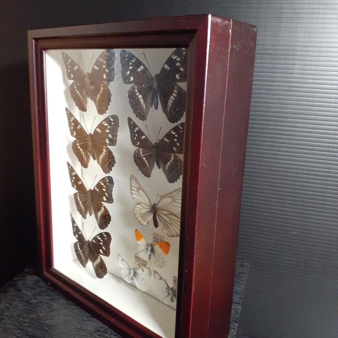 蝶標本　オオイチモンジ、クモマツマキチョウ、ミヤマシロチョウ(♀)標本箱入り