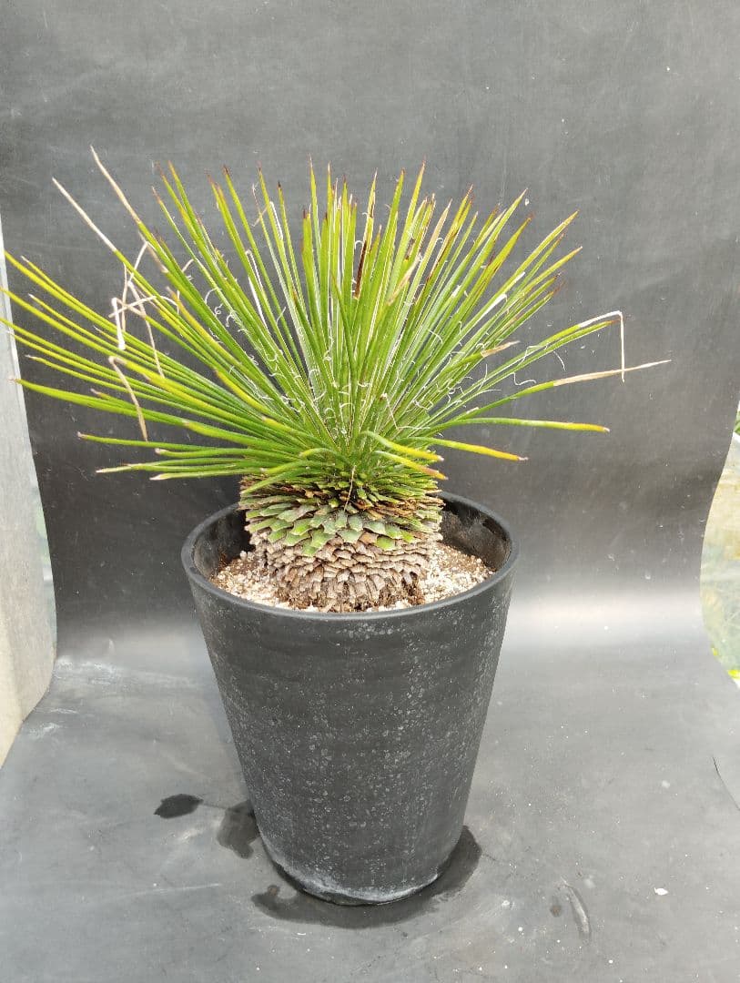 じ*】様 アガベ　ジェミニフローラ