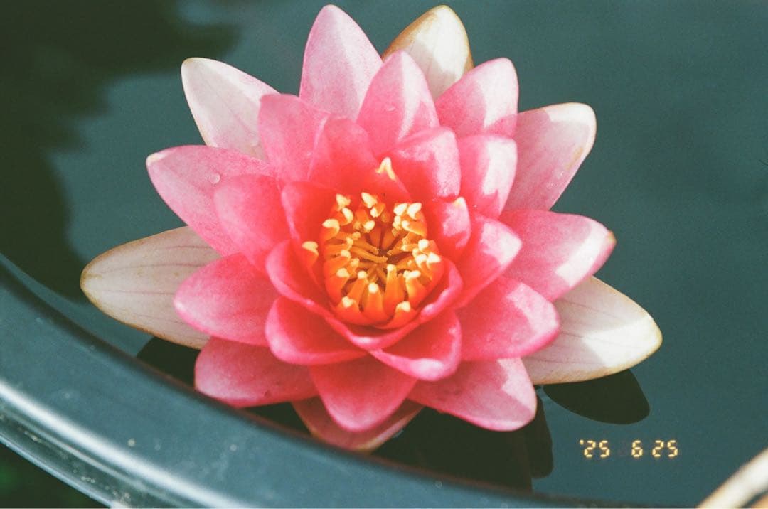 【実写確認済み】　フィルムカメラ　EOS kiss5 28-90/4-5.6 付