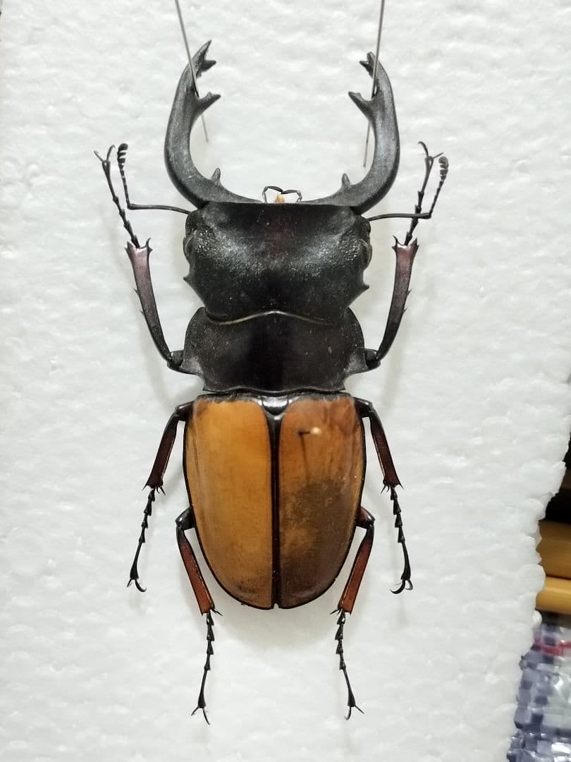 大型クワガタ・カブトムシ３種標本セット