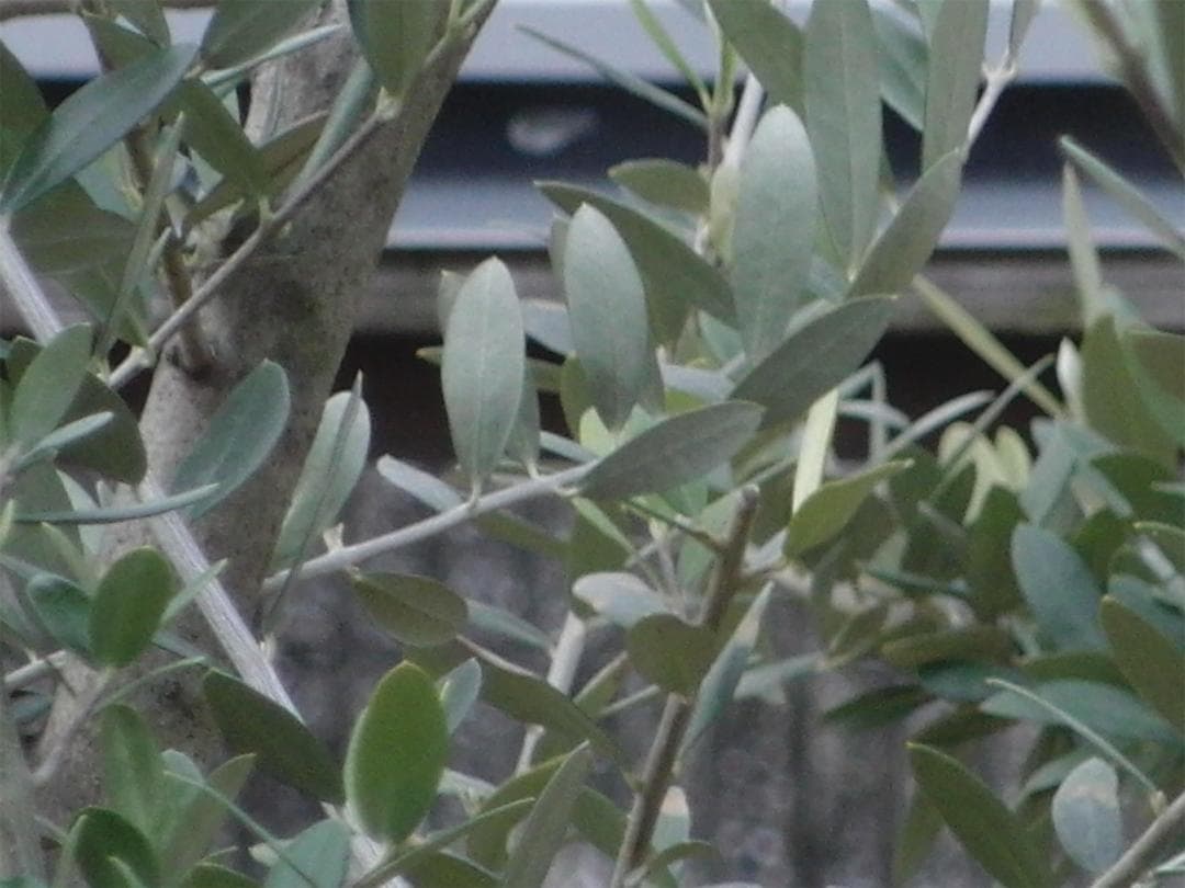 【撮影画像有】CASIO オールドデジカメ EXILIM EX-FC100