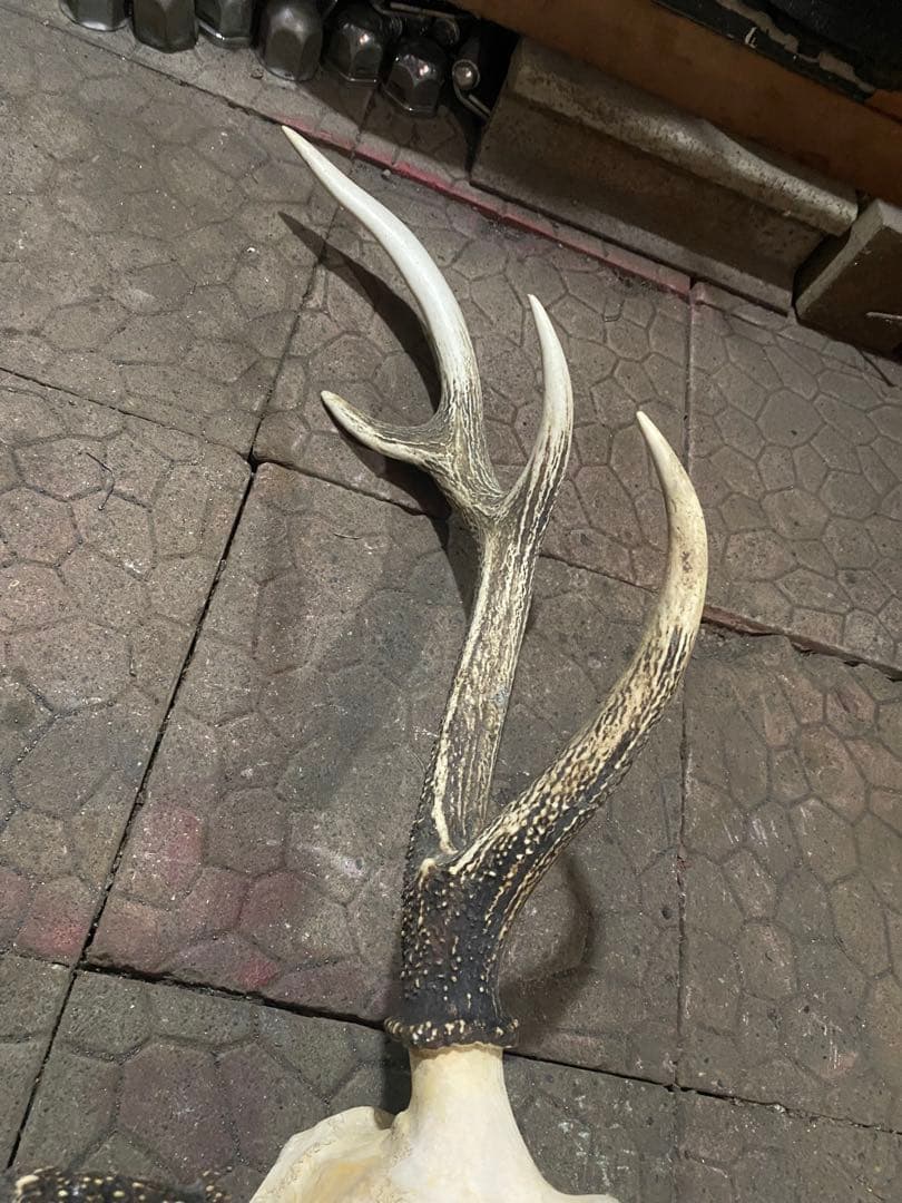ム*☆様 蝦夷鹿hunting trophy（deer skull）
