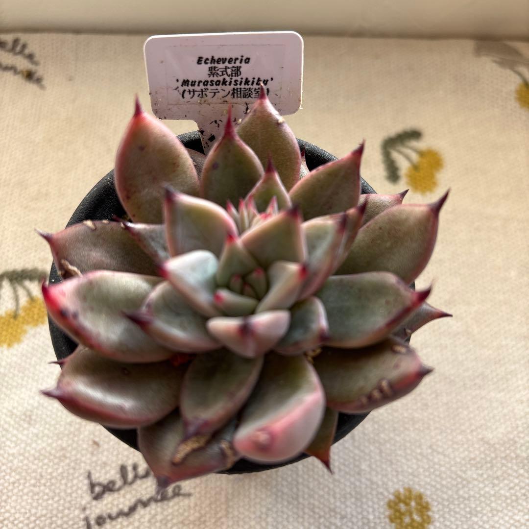 Echeveria、5点セットです(^-^)