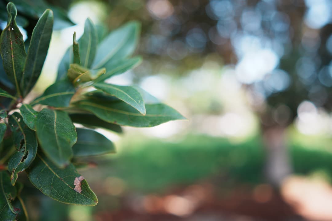 【旅行にこれ1本】動作◎ Carl Zeiss Batis 25mm F2 67