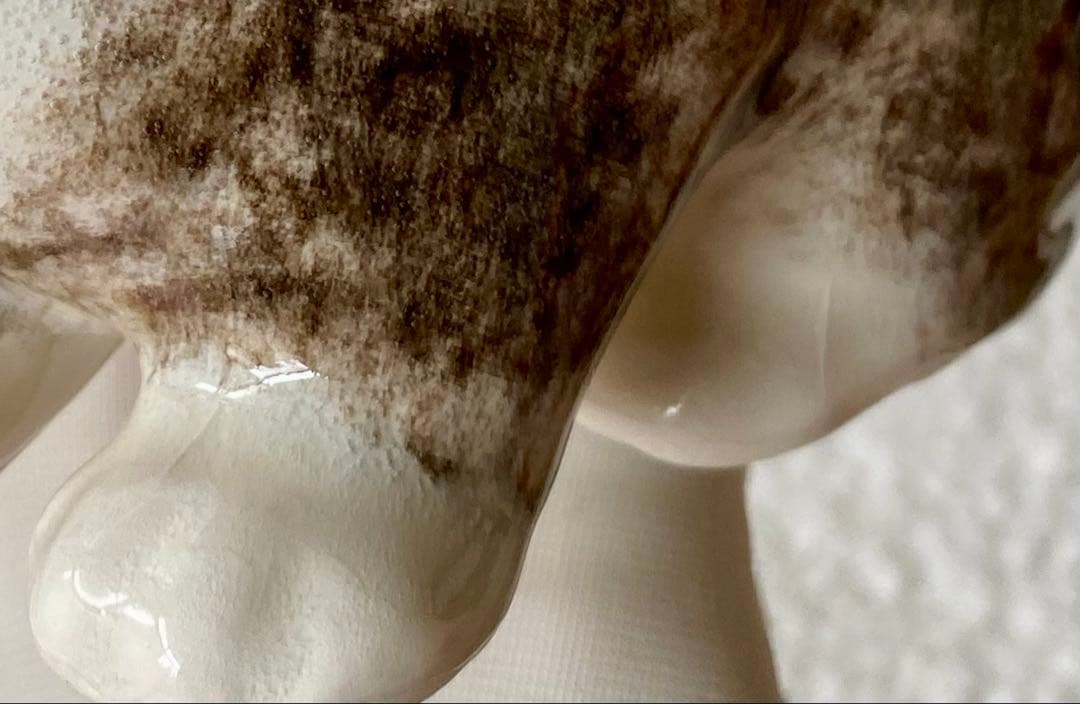 ウィンスタンレイキャット　ケンジントンキャット　丸まり猫　オッドアイ　サイズ2