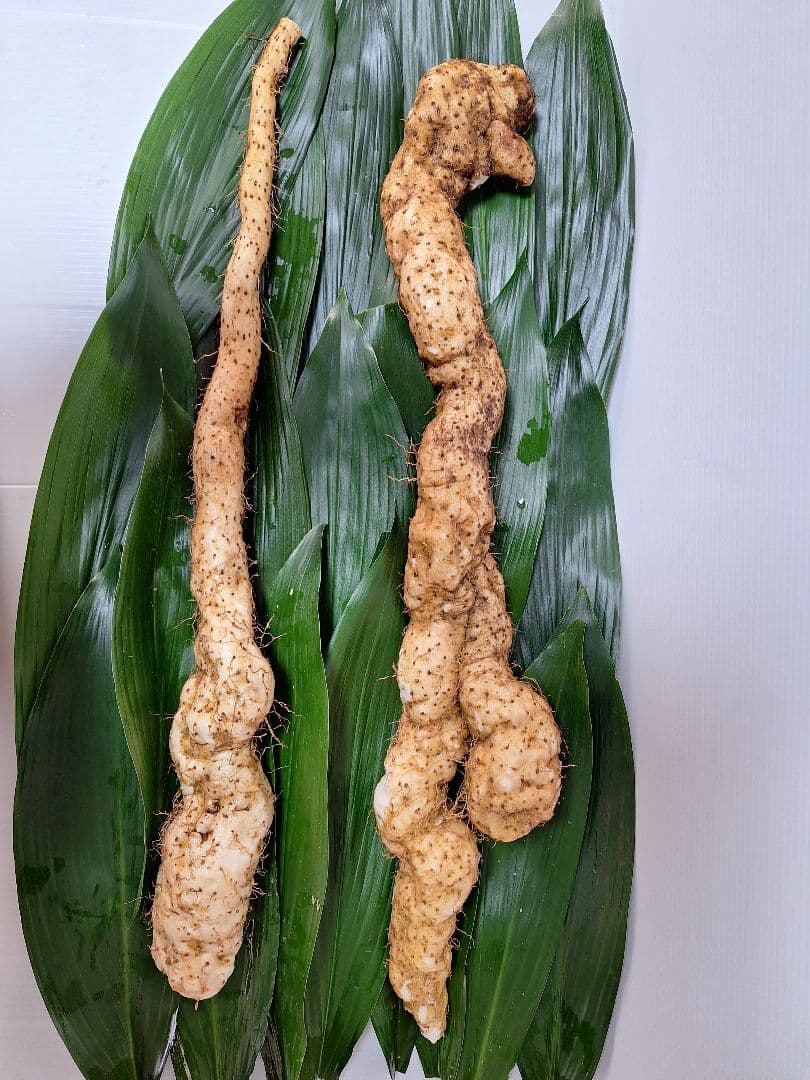 天然自然薯　2・8kg