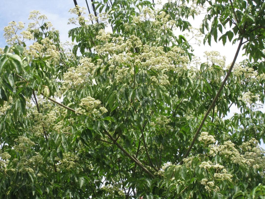 ♥️稀少★限定セット品《幻の天然完熟百花蜜》『日本みつばち自然完熟秋蜜の2瓶』