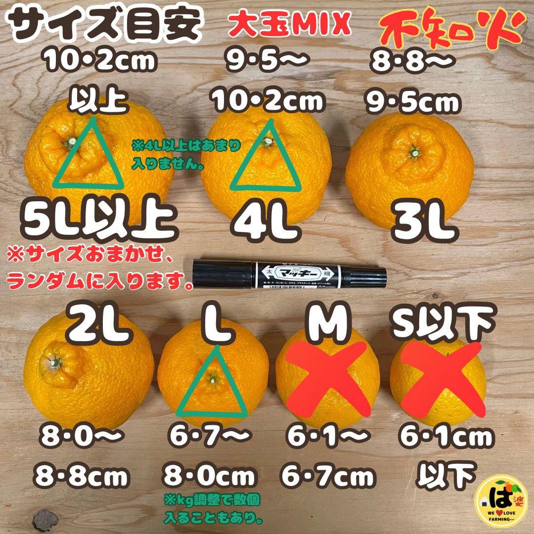 ※確認用　大玉MIX箱込み9.5kg以上【ハウス栽培　不知火　デコポン　肥の豊】