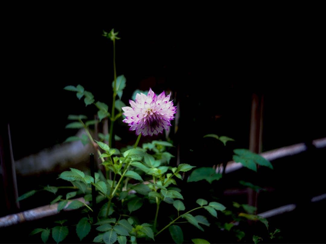 【美品】SIGMA fp ボディ