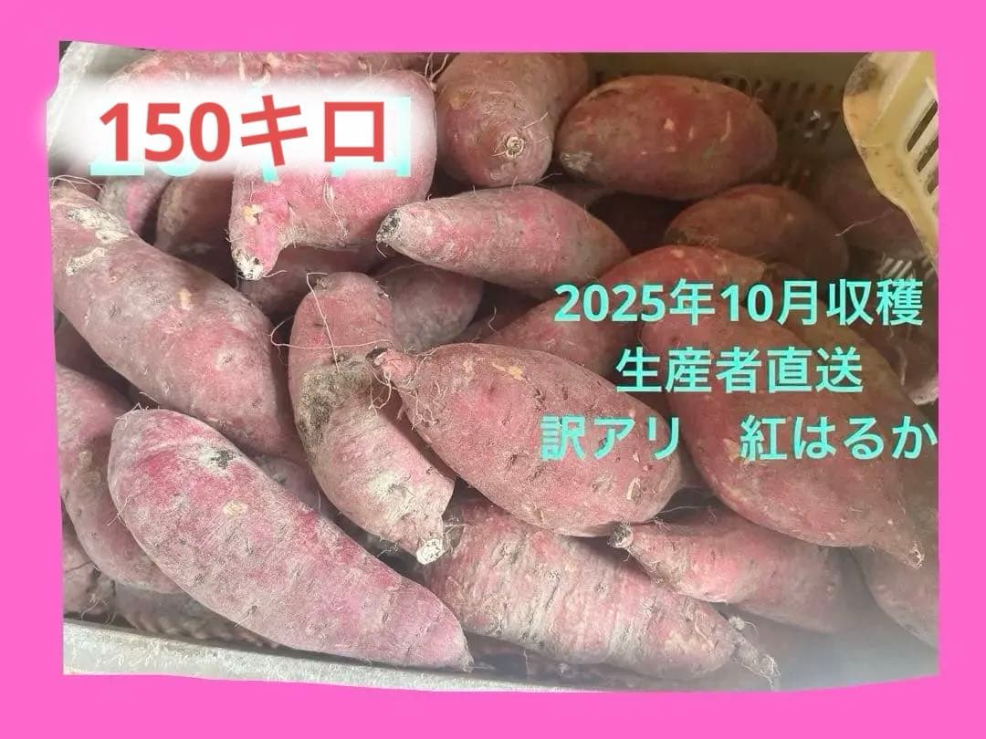 今期収穫！新潟県産紅はるか150キロ訳アリ