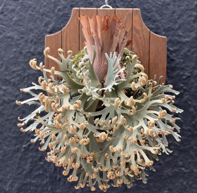 P.willinckii ’Asurada’ Sporeling 09