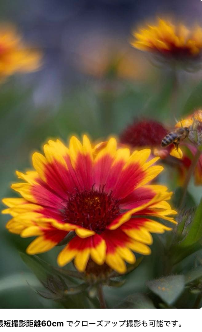 レンズ(単焦点) lomography Nour Triplet V 2.0/64