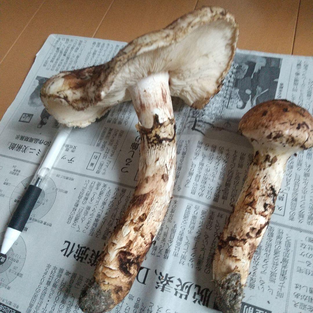 岩手県産 天然高級松茸 本日採れたて 松茸2本 10月18日限定