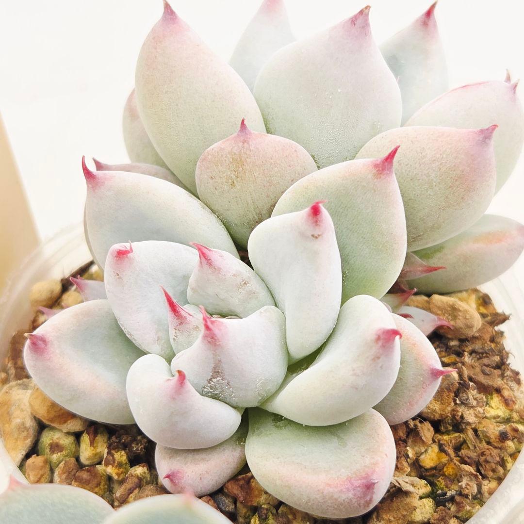 ひかる様 5苗 メルカリ便送料込