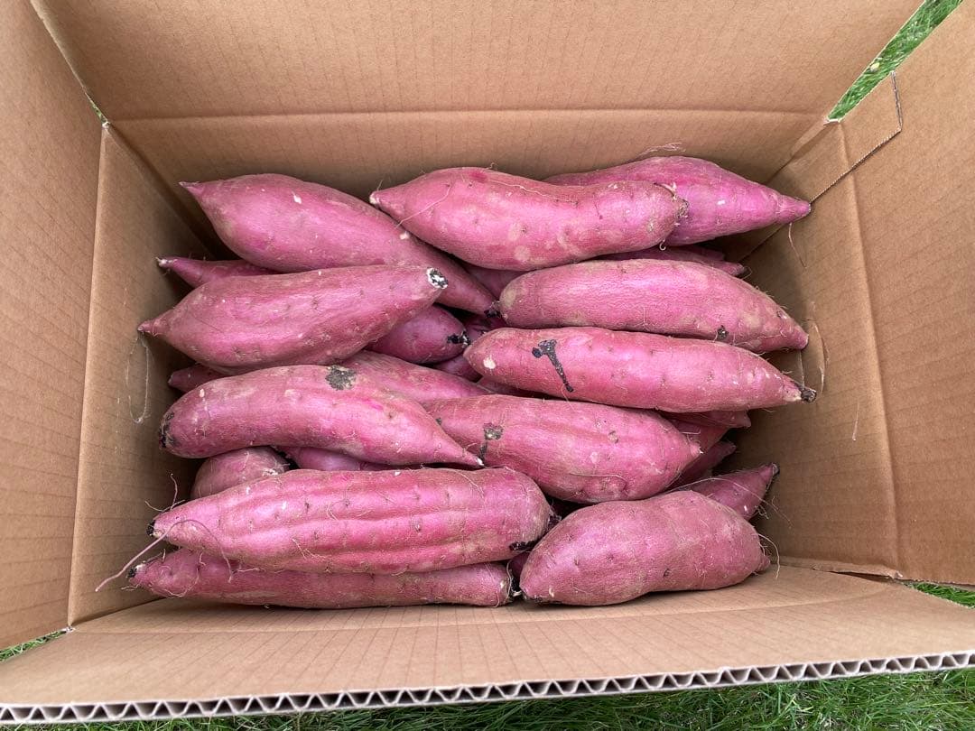 茨城県産紅はるかM20キロ MEVIUS品