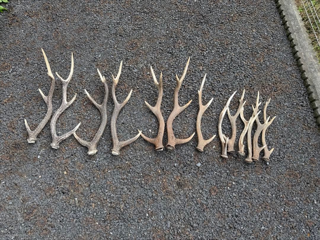鹿の角 13本 まとめ売り