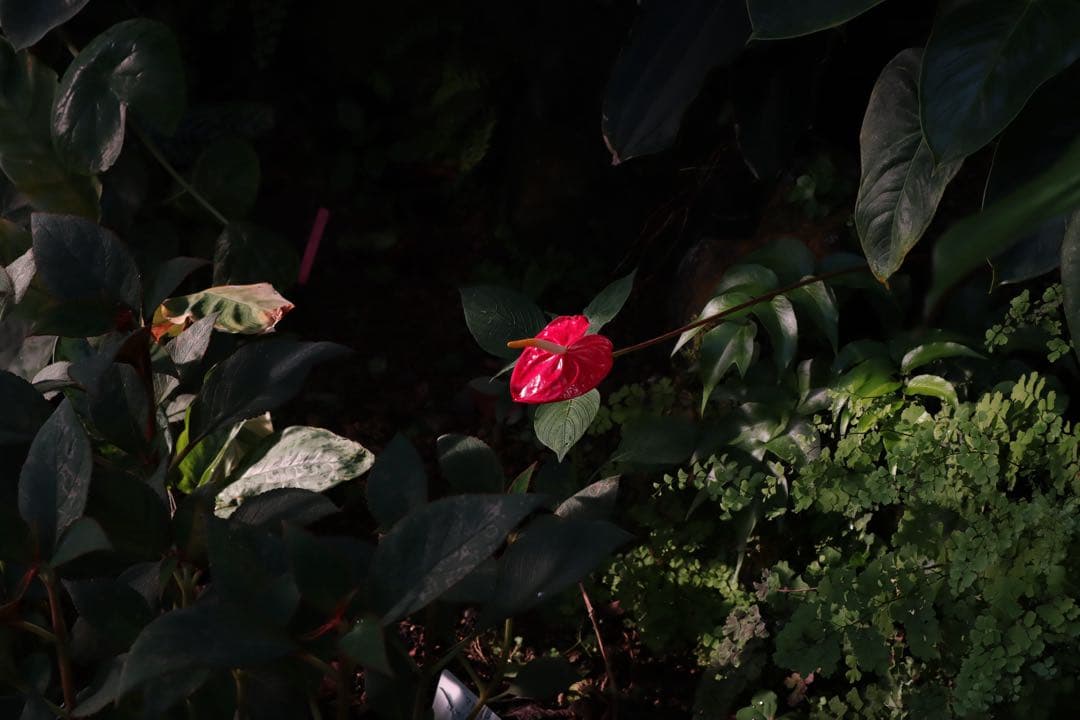 【極上美品】Canon EOS Kiss M レンズ×3個セット