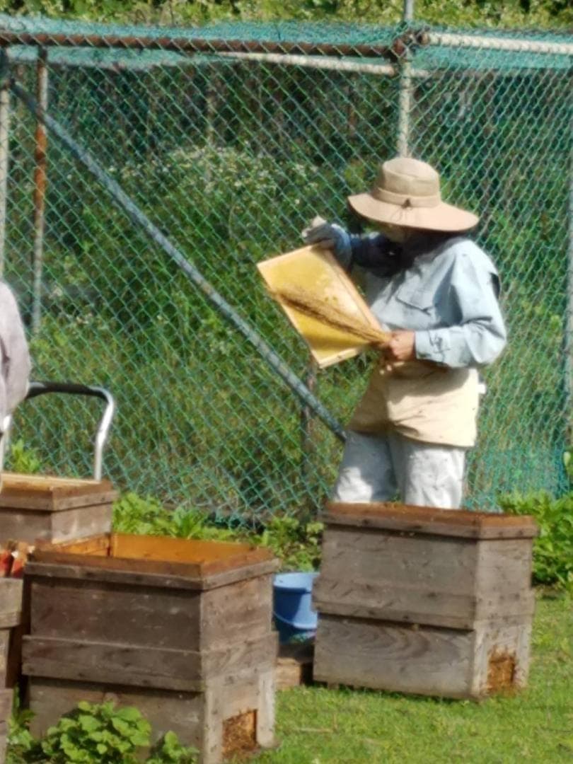 2025新蜜20kg 完熟 生蜂蜜　国産蜂蜜 純粋蜂蜜 無添加　非加熱　一斗缶