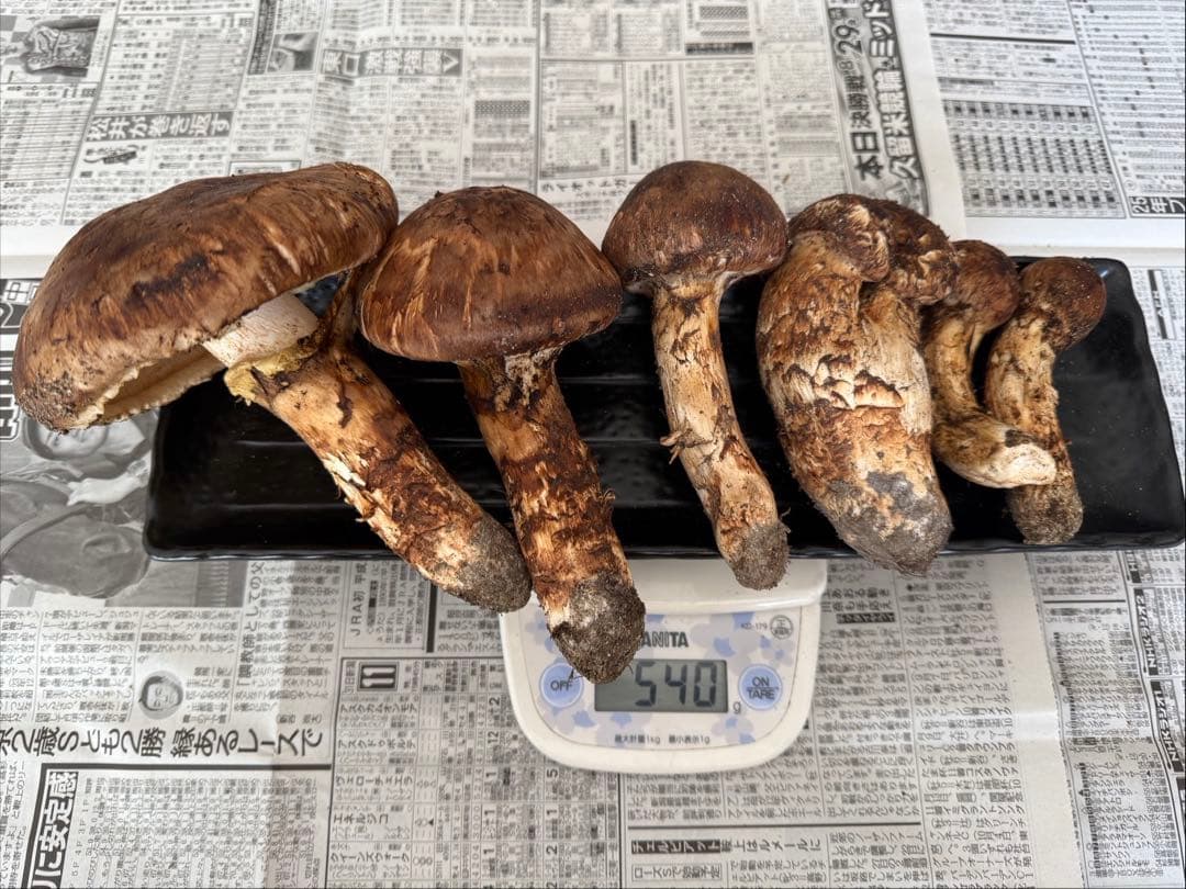 松茸　北海道　500g 訳あり　② 　国産