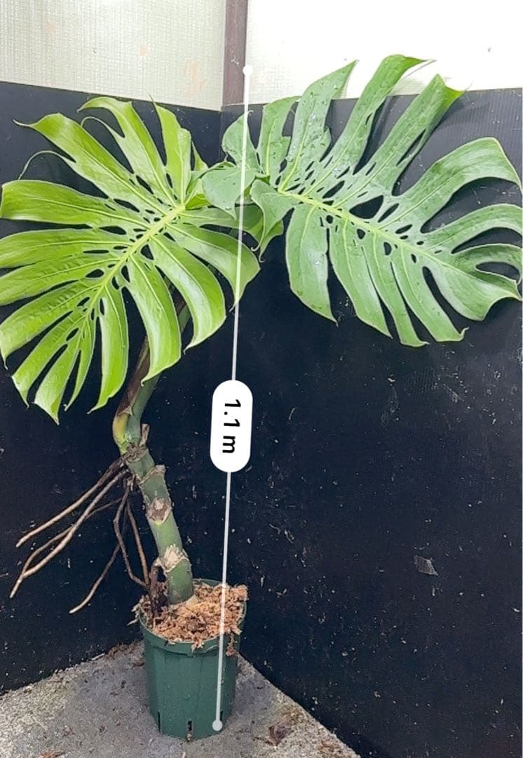 江*君様 モンステラデリシオーサマクロコズム超希少系統鉢植え