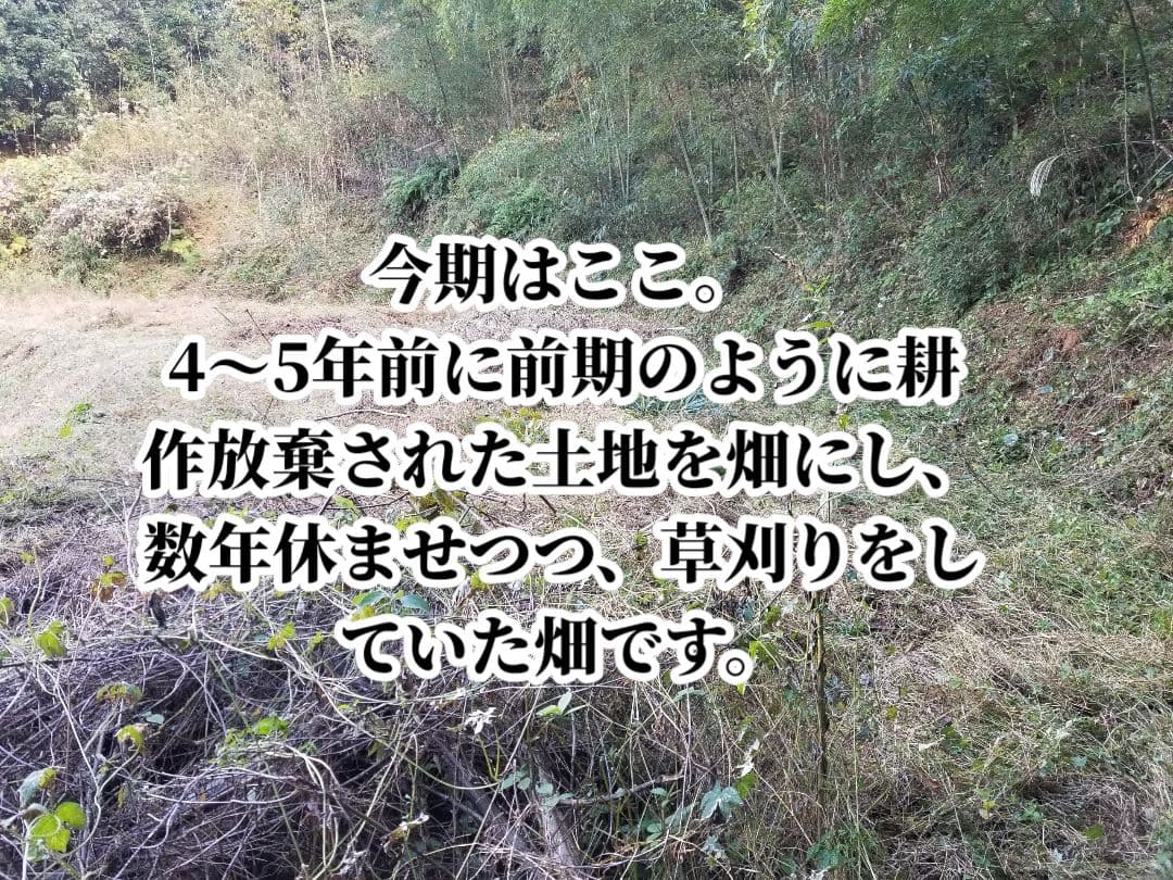 lemontree 古根生姜 5kg 農薬肥料不使用