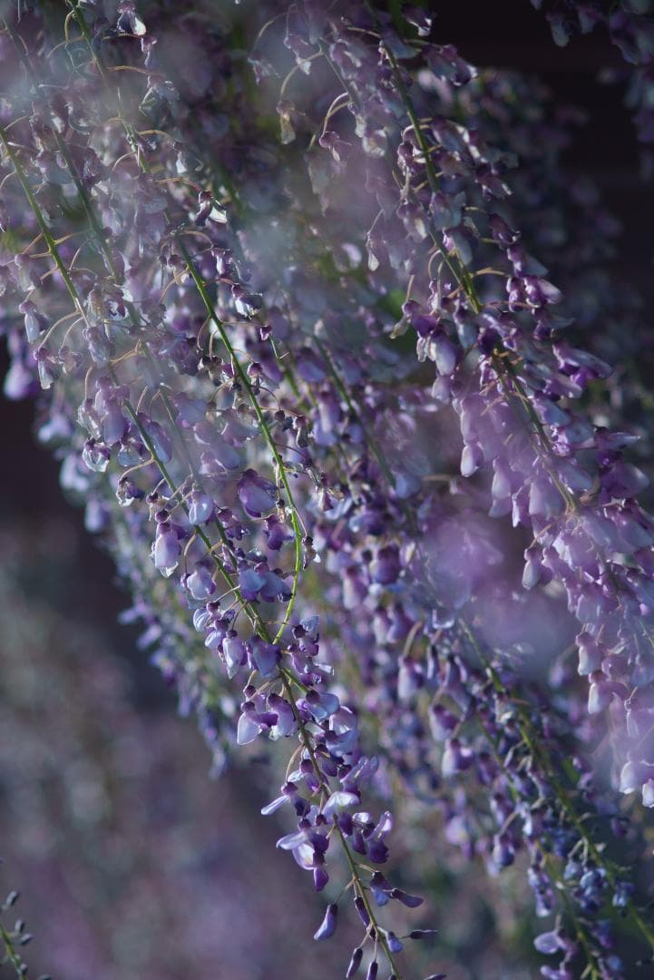 オールド望遠セット！CONTAX Sonnar 135mm＋2倍テレコン