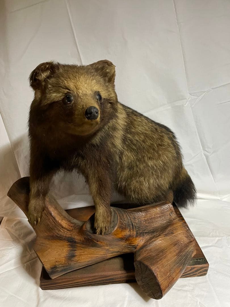 秀ちゃん　タヌキ剥製 木製台座付き