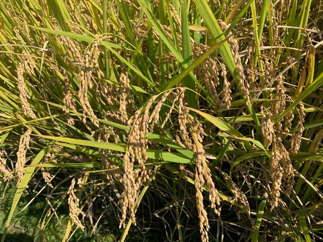 令和7年度産　新米ヒノヒカリ　10kg(玄米)送料込