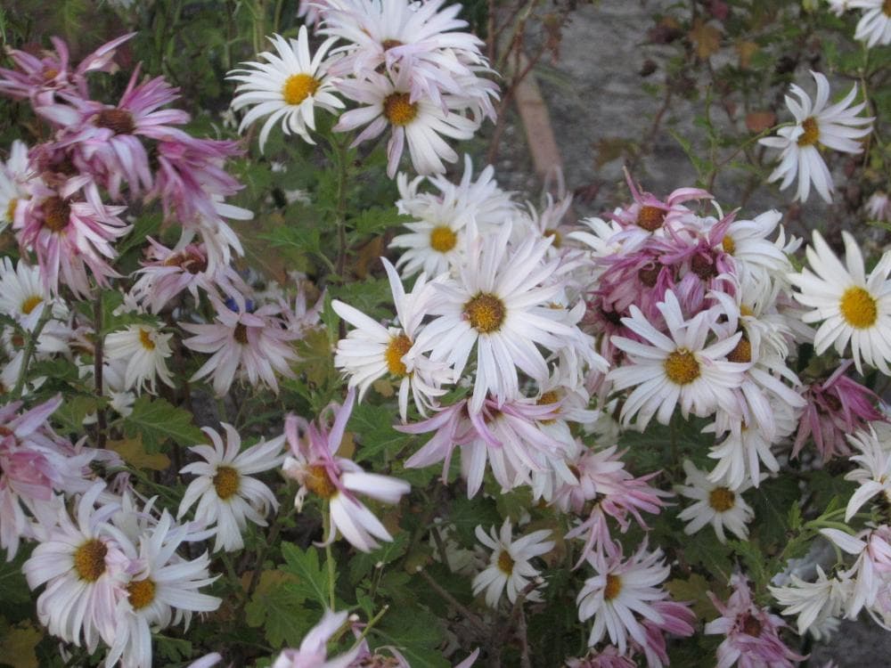 キャノン　Canon IXY 200F 動作確認済　SDカードリーダー付き