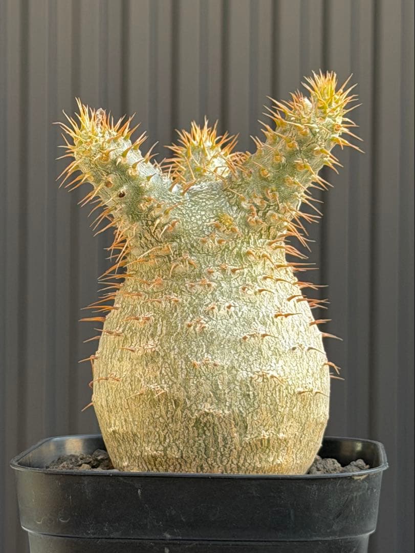 パキポディウム　グラキリス　実生　良型