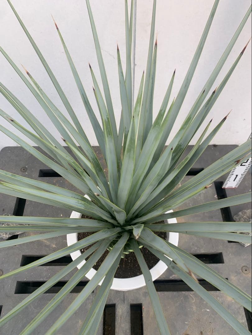 s*n様 ユッカ　リギダ　白鉢